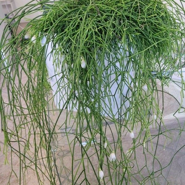 Rhipsalis baccifera ഇല