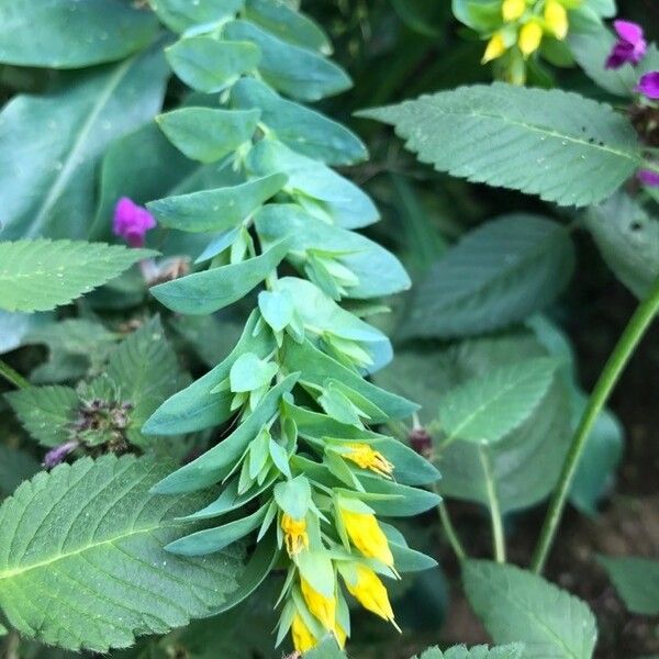 Cerinthe minor Flower