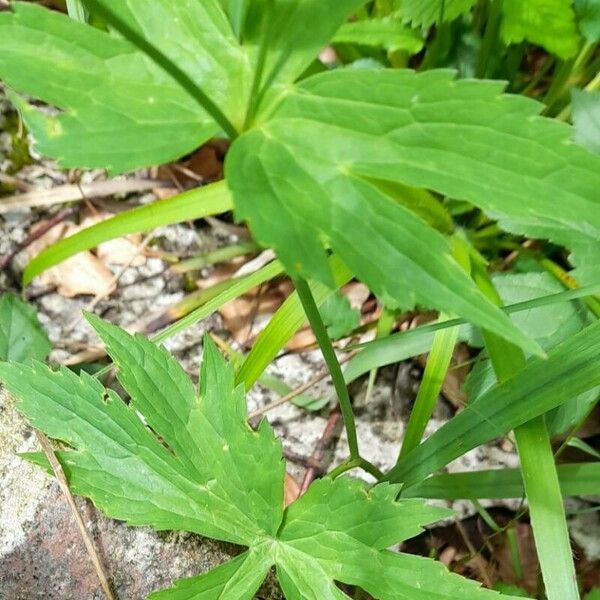 Ranunculus platanifolius Frunză