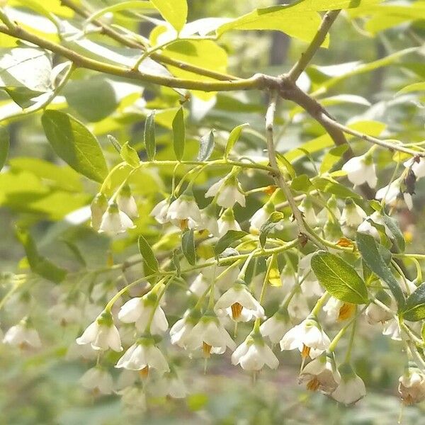 Vaccinium stamineum Flower