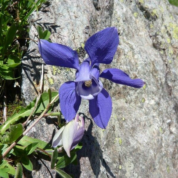 Aquilegia alpina Floare