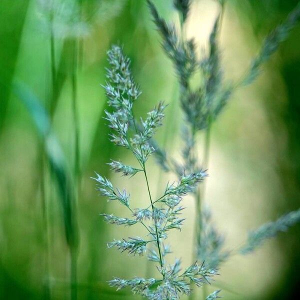 Poa pratensis 葉