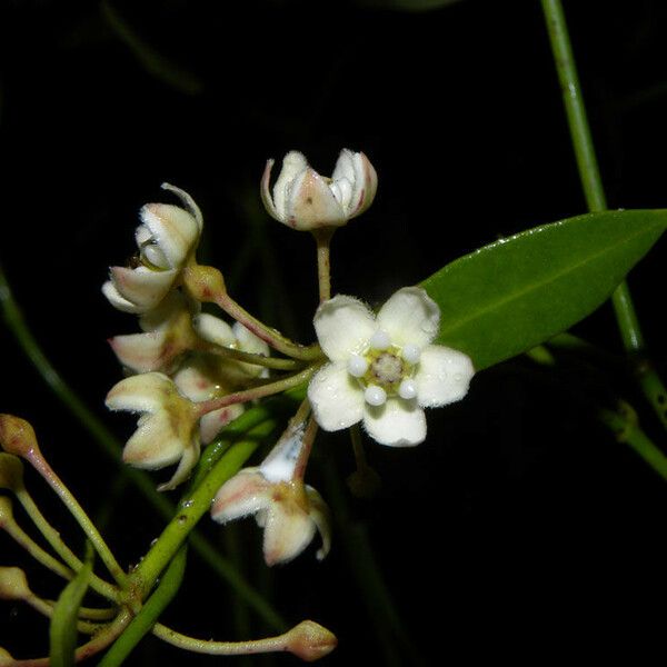 Funastrum clausum Floare