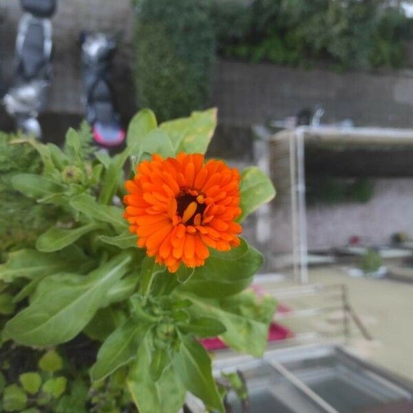 Calendula officinalis ᱵᱟᱦᱟ