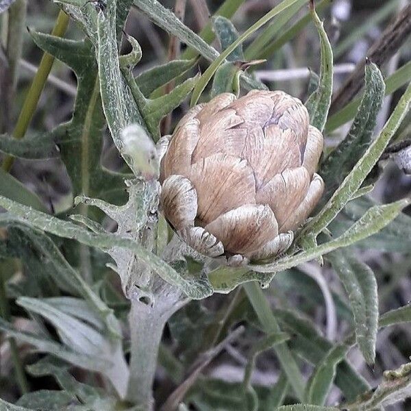 Rhaponticum coniferum 花