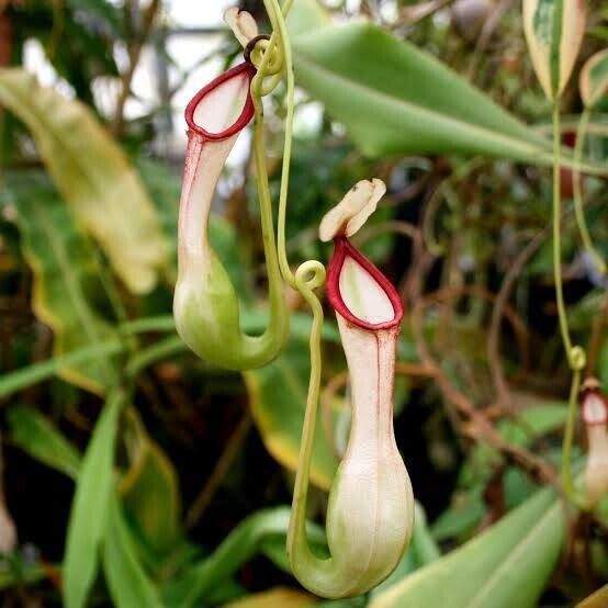 Nepenthes mirabilis Folio