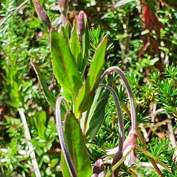 Epilobium stereophyllum List