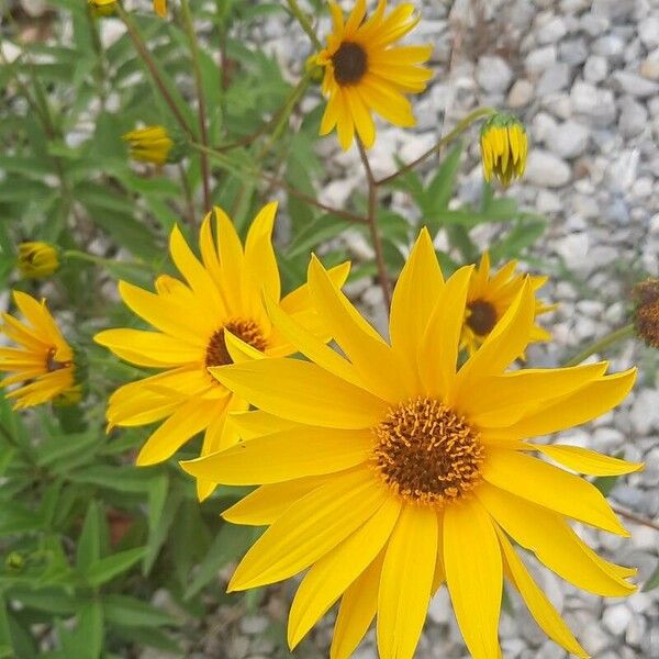 Helianthus × laetiflorus Кветка