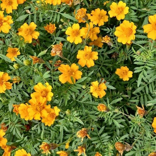 Tagetes tenuifolia Habitat