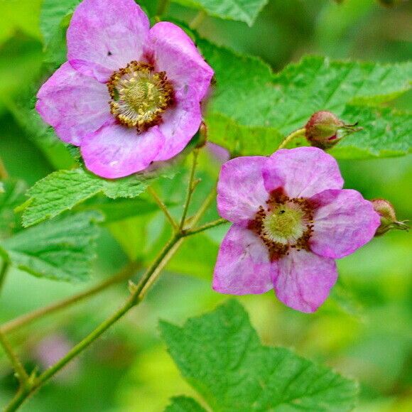 Rubus odoratus Blomst