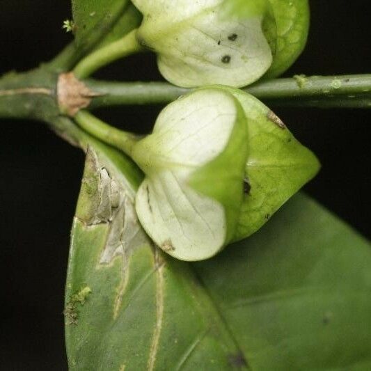 Faramea guianensis Кветка