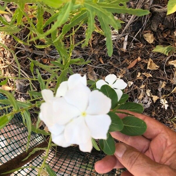 Catharanthus coriaceus Blomma