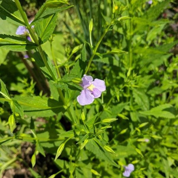 Mimulus ringens Flors