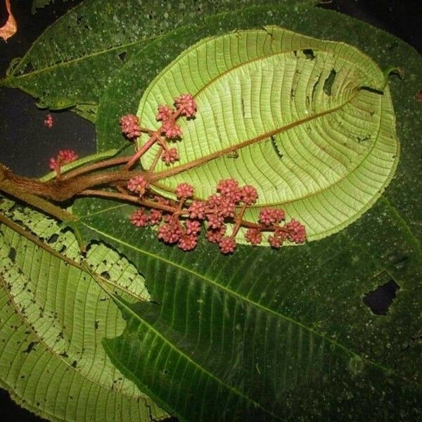Miconia paleacea