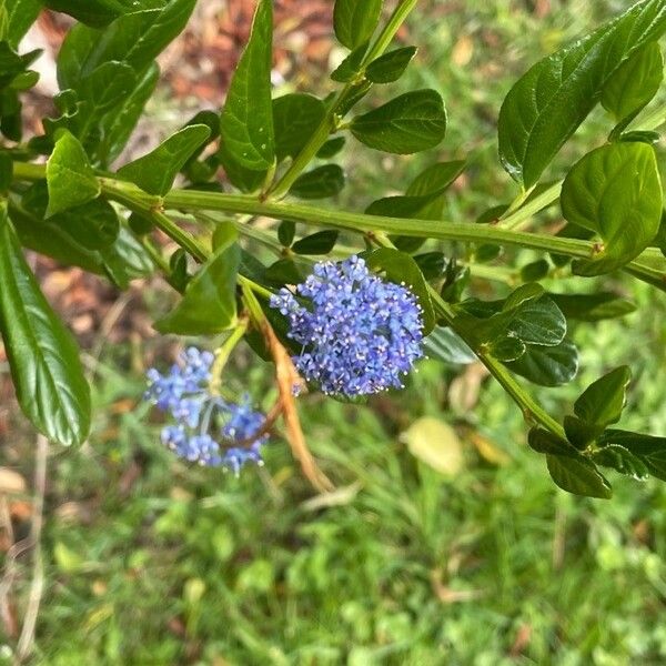 Ceanothus thyrsiflorus Folha