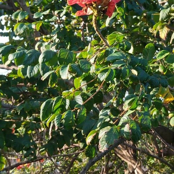 Spathodea campanulata Flor