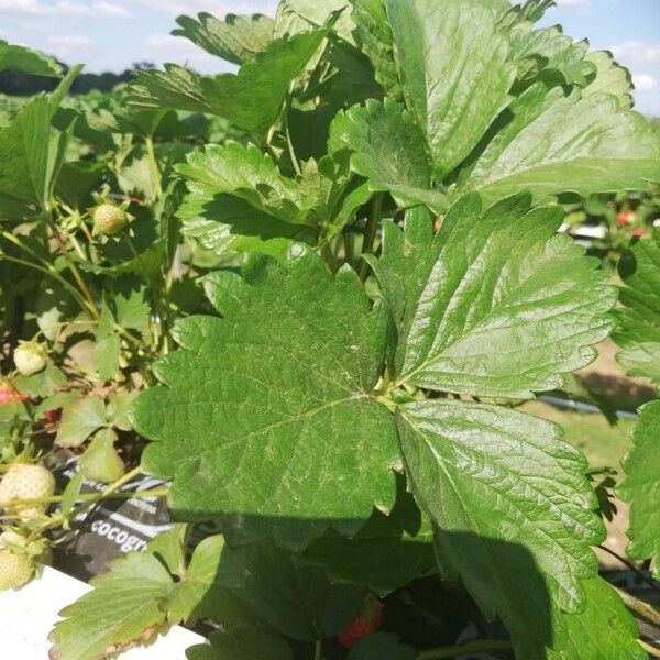 Fragaria × ananassa Lehti