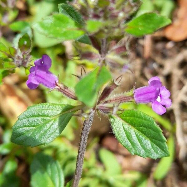 Clinopodium acinos 花