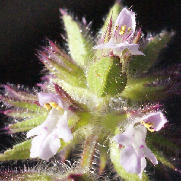 Stachys arvensis Flor