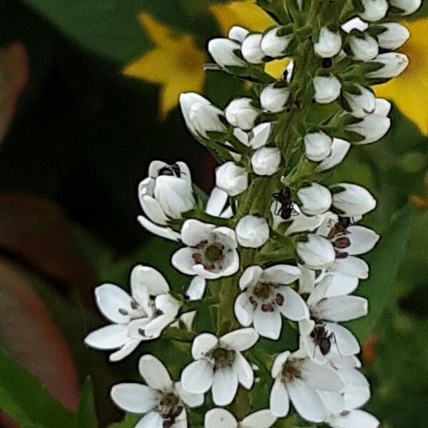 Lysimachia clethroides Kwiat