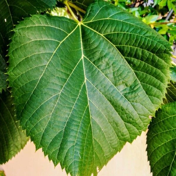 Tilia platyphyllos Blatt