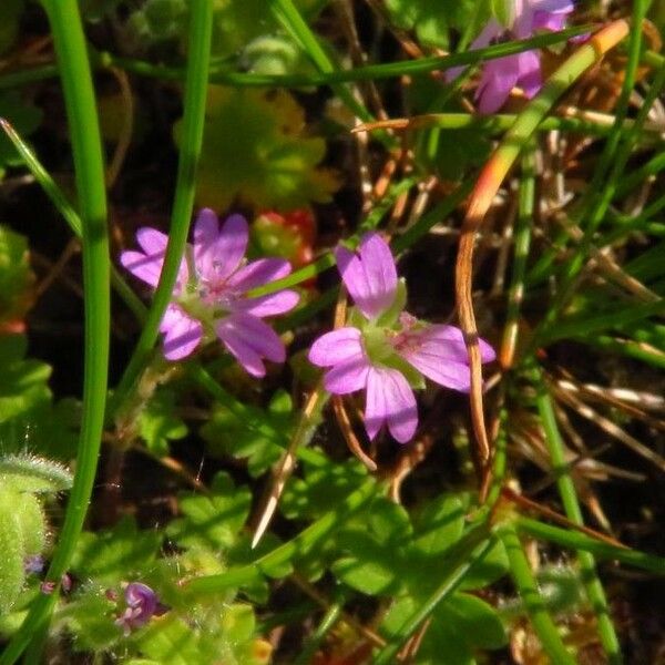 Geranium molle Blomma