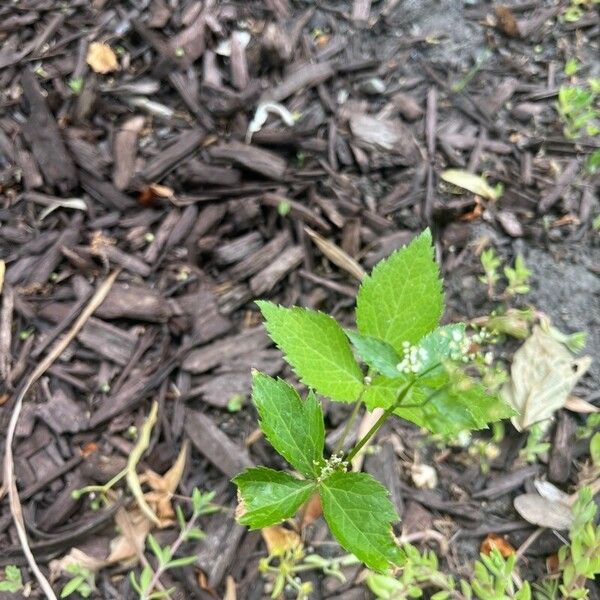 Cryptotaenia canadensis Leaf