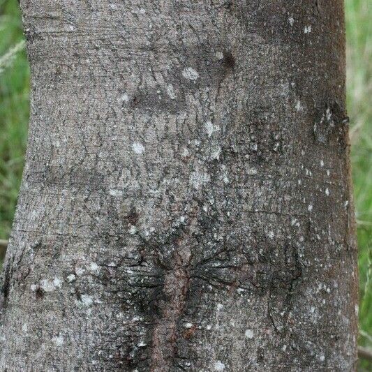 Acacia mearnsii മറ്റ്