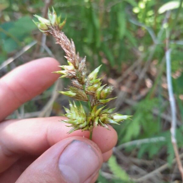 Carex disticha 花