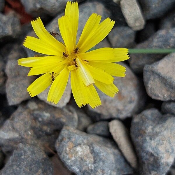 Launaea nudicaulis Fiore