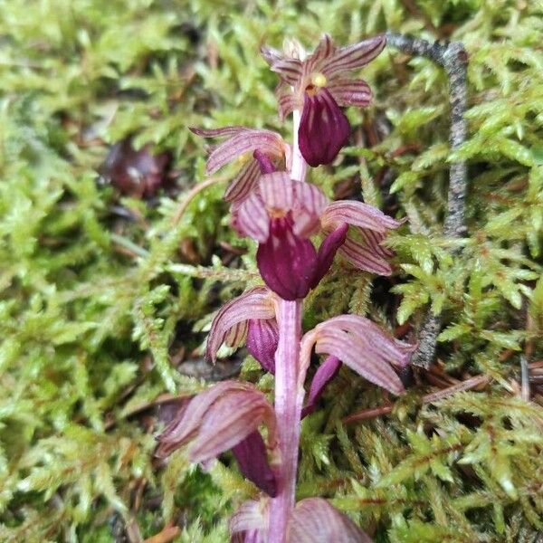 Corallorhiza striata Blüte