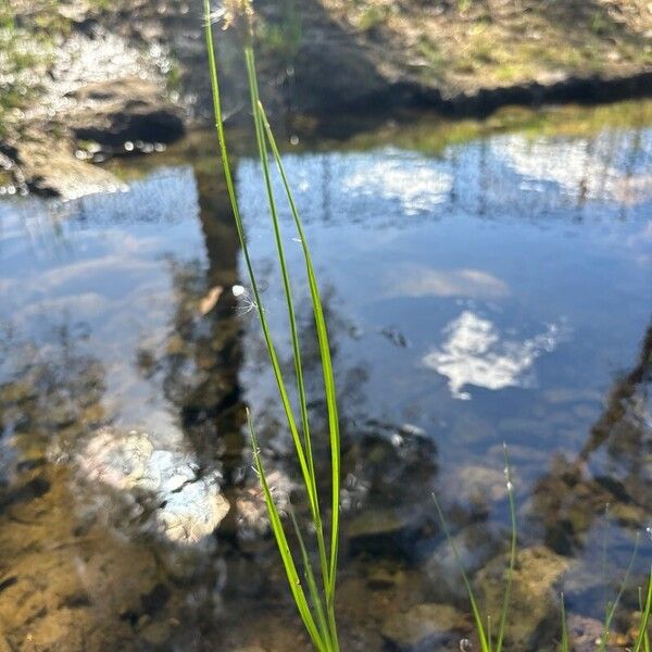 Carex echinata Folio