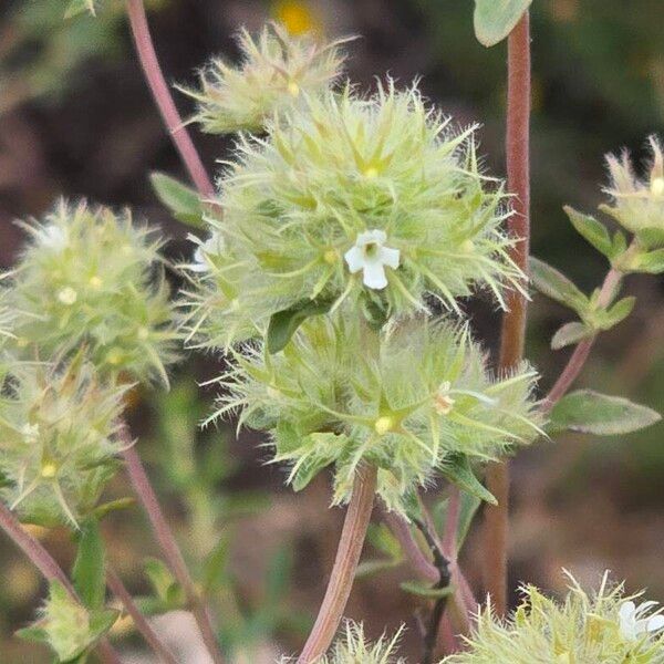 Thymus mastichina പുഷ്പം