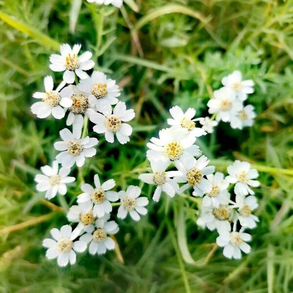 Achillea ptarmica Кветка