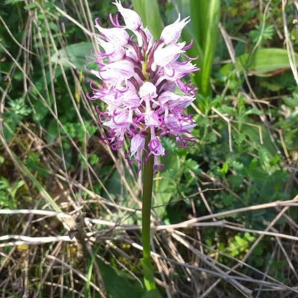 Orchis simia Blüte