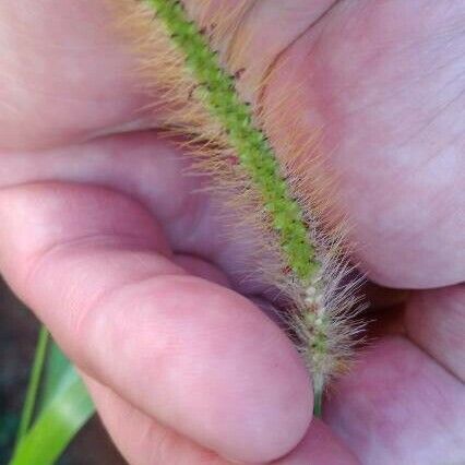 Setaria pumila Blomma