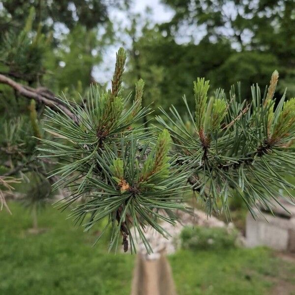 Pinus sylvestris Blad