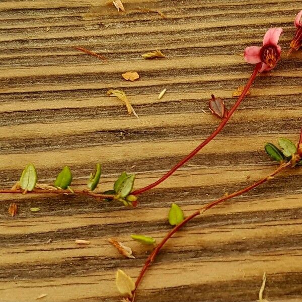 Vaccinium oxycoccos Frunză