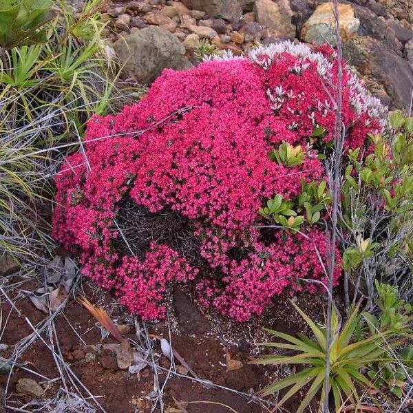 Cyathopsis floribunda Habitatea