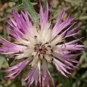 Centaurea aspera Flor