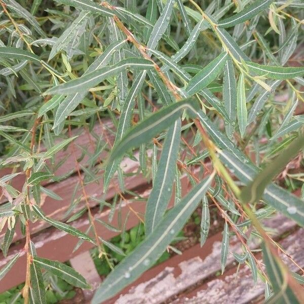 Salix purpurea Leaf