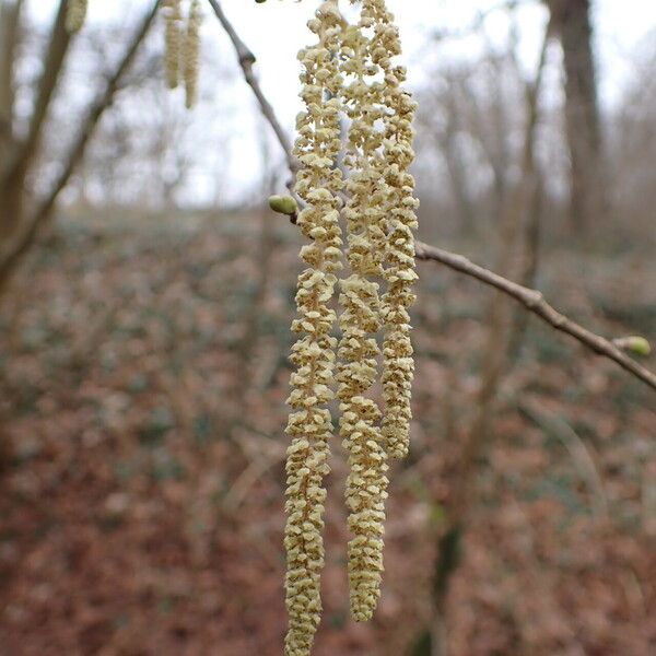 Corylus avellana Цветок