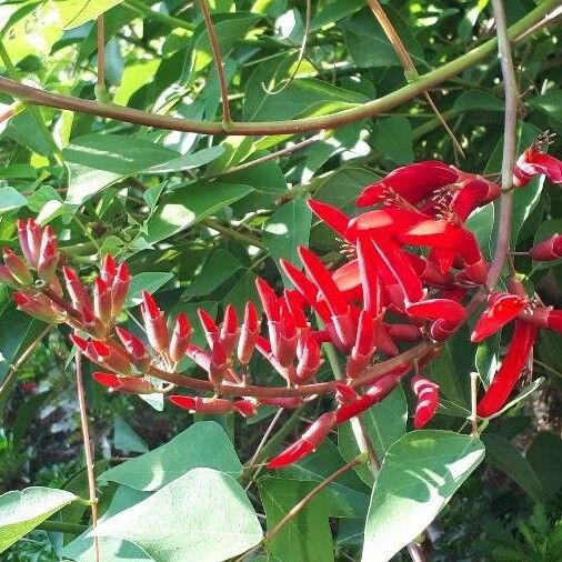 Erythrina crista-galli Кветка