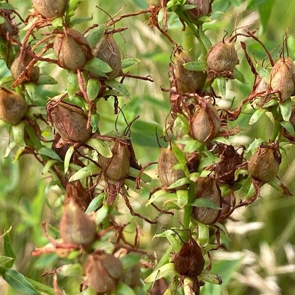 Hypericum perforatum Fruit