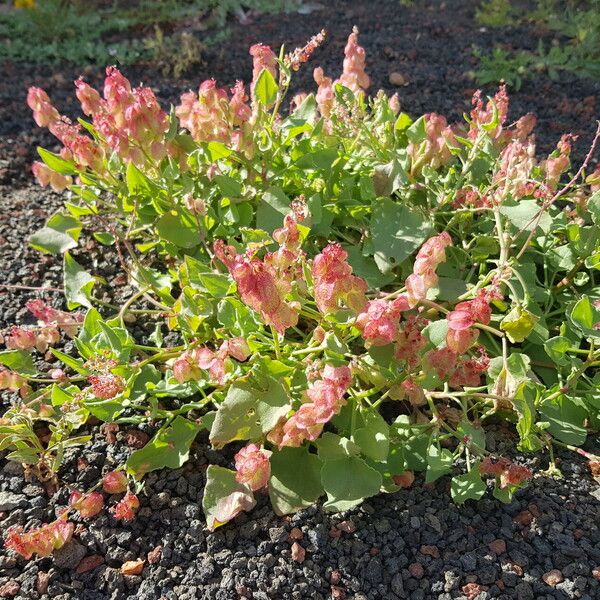 Rumex vesicarius Flower