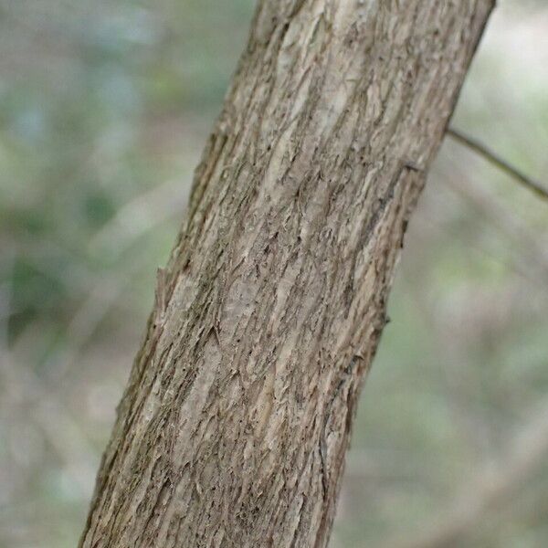 Adenocarpus complicatus Bark