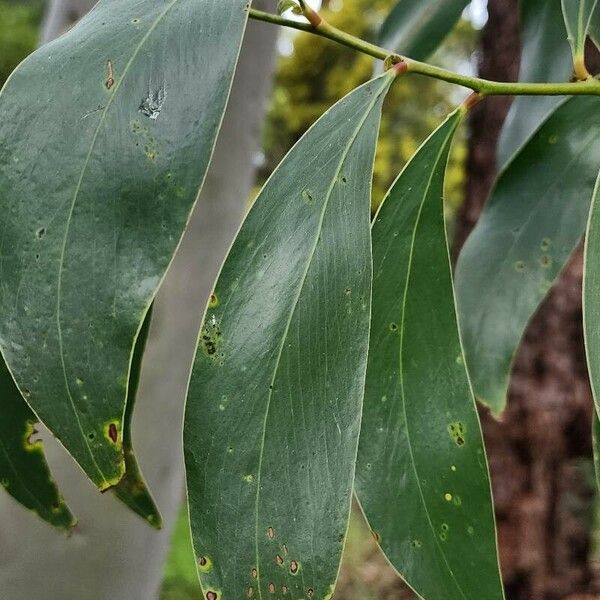 Acacia pycnantha 葉