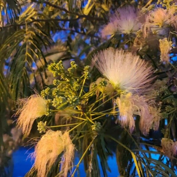 Albizia lebbeck Fiore