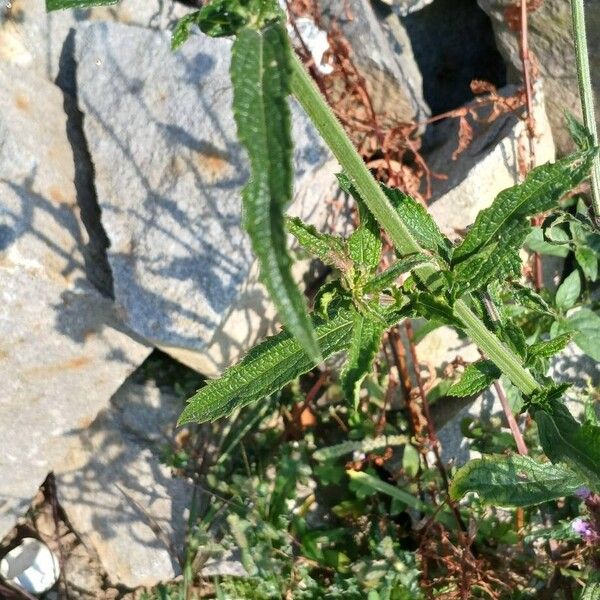 Verbena bonariensis Лист