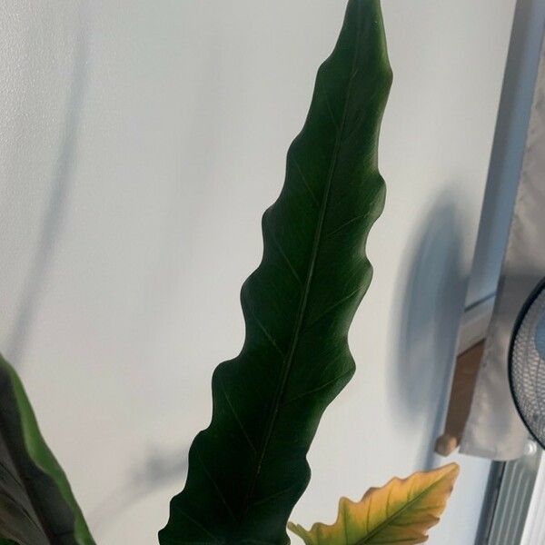 Alocasia lauterbachiana Frunză